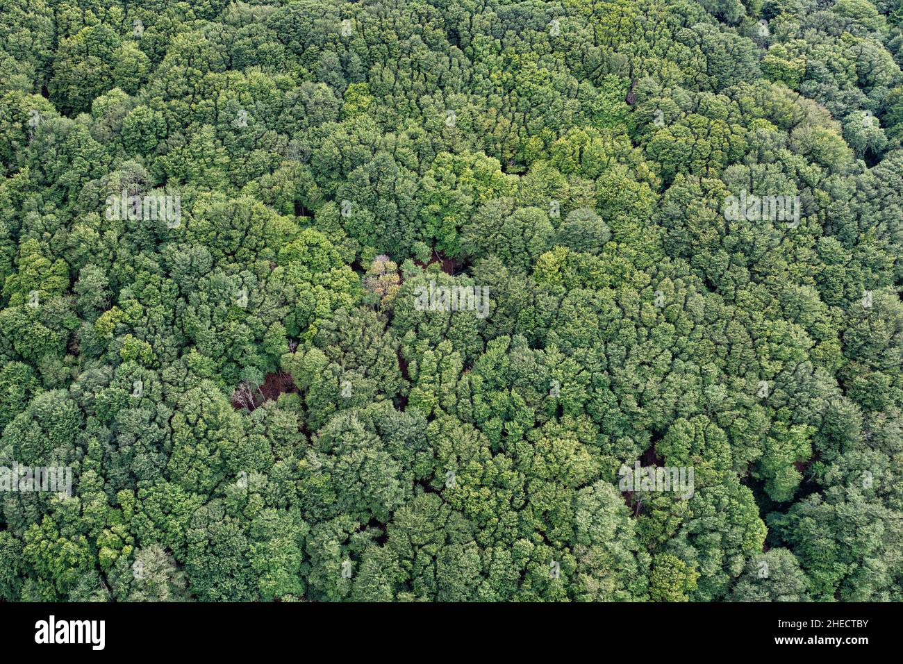 France, Puy de Dome, the Regional Natural Park of the Volcanoes of Auvergne, Chaine des Puys, Orcines, the summit of the Grand Sarcoui volcano, forest of Grand-Sarcoui, the Crown shyness, the canopy shyness, phenomenon of allelopathy (aerial view) Stock Photo