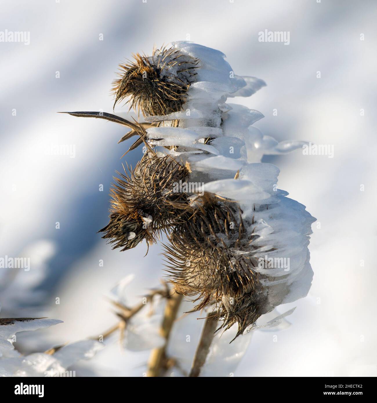 France, Nature sometimes adopts very curious forms called Pareidolie, a thistle flower covered with snow evokes a bumblebee on the Semnoz plateau Stock Photo