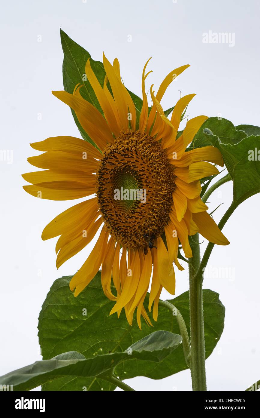 A bright yellow sunflower (Helianthus annuus) inflorescence (flower head) on a summer day. Stock Photo