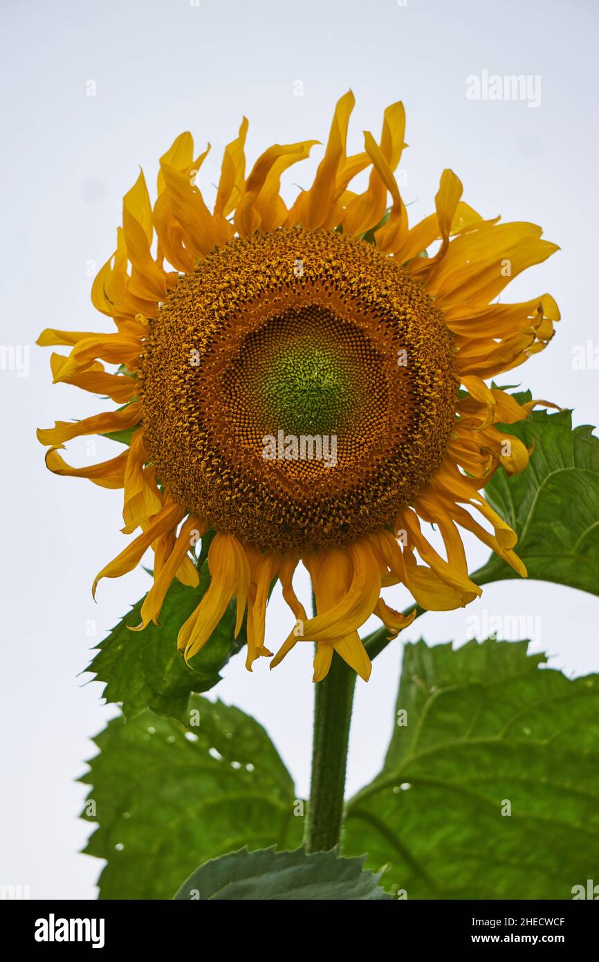 A bright yellow sunflower (Helianthus annuus) inflorescence (flower head) with wilting outer petals on a summer day. Stock Photo