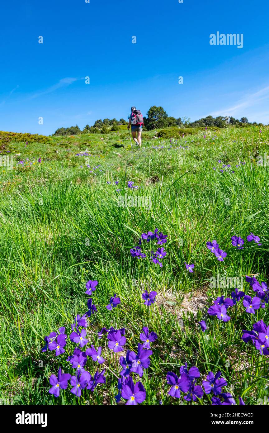 Pensee des alpes hi-res stock photography and images - Alamy