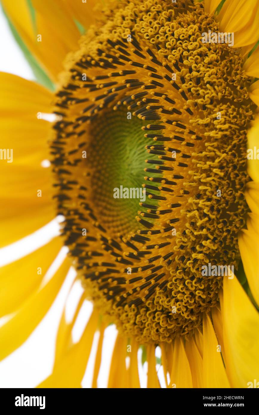 A bright yellow sunflower (Helianthus annuus) inflorescence (flower head) on a summer day. Stock Photo