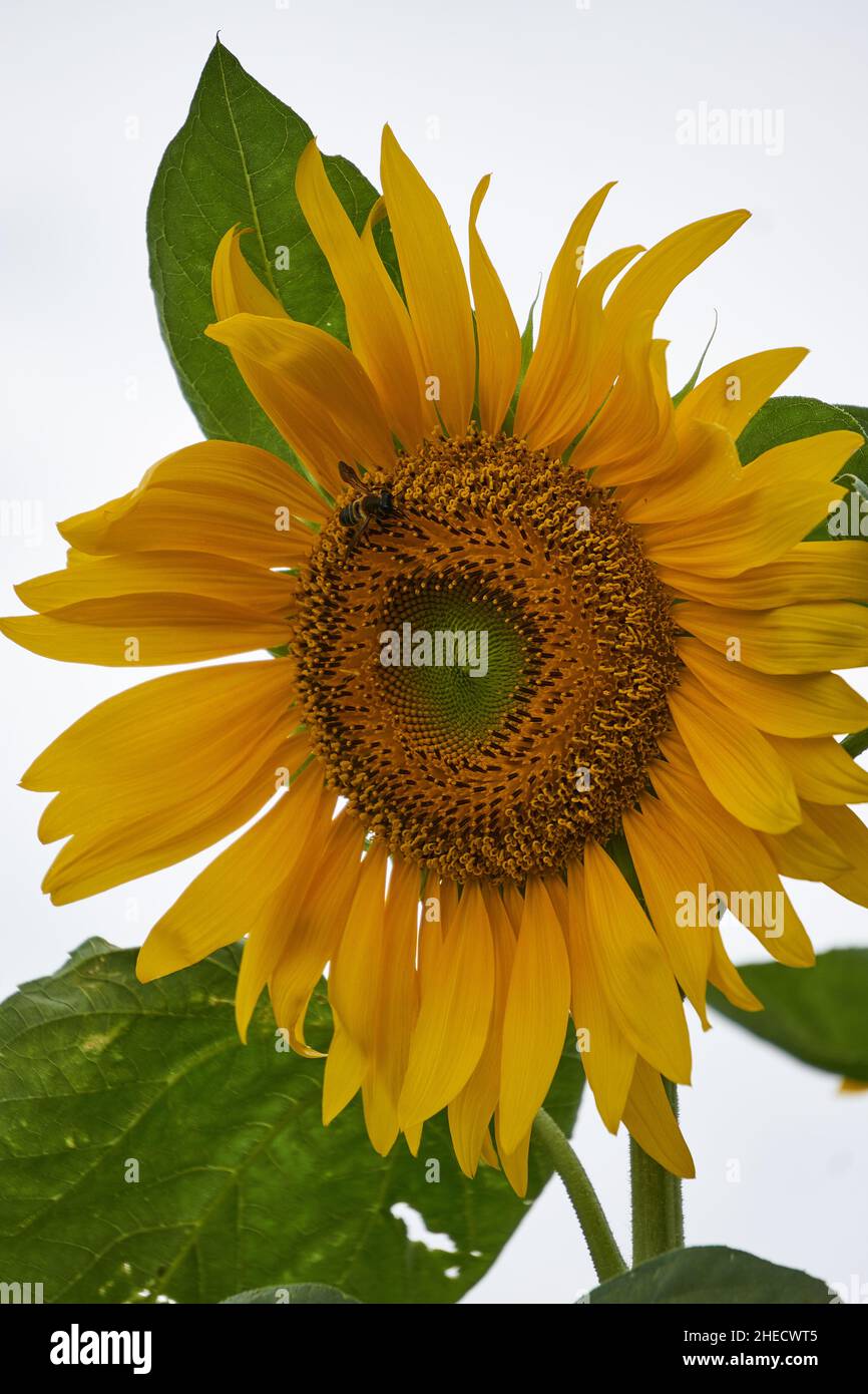 A bright yellow sunflower (Helianthus annuus) inflorescence (flower head) on a summer day with a wasp on the central florets. Stock Photo