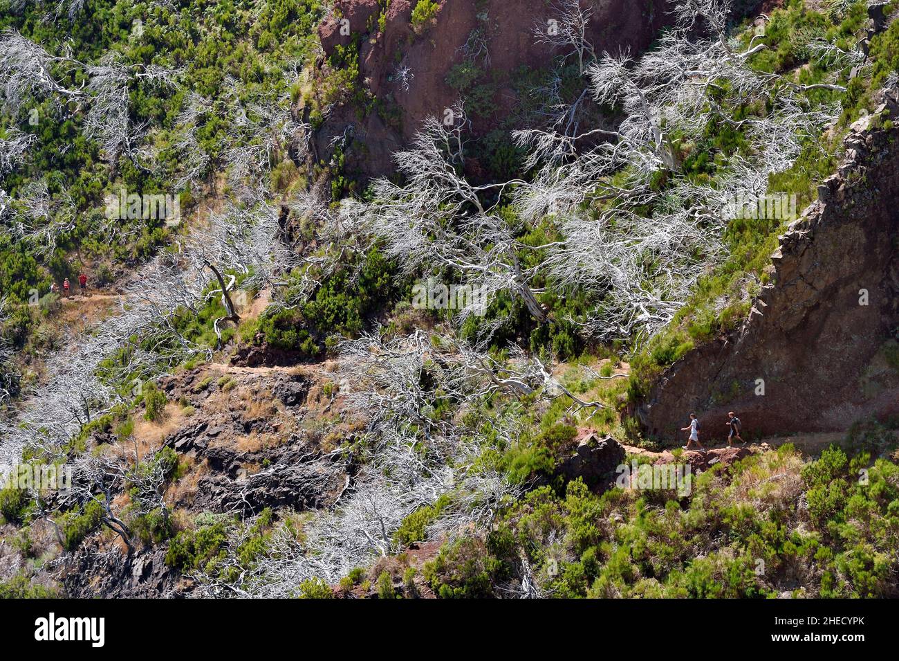 Portugal, Madeira Island, Vereda do Areeiro hike between Pico Ruivo (1862m) and Pico Arieiro (1817m), heather forest burnt in 2010 on the the Pico Das Torres Stock Photo