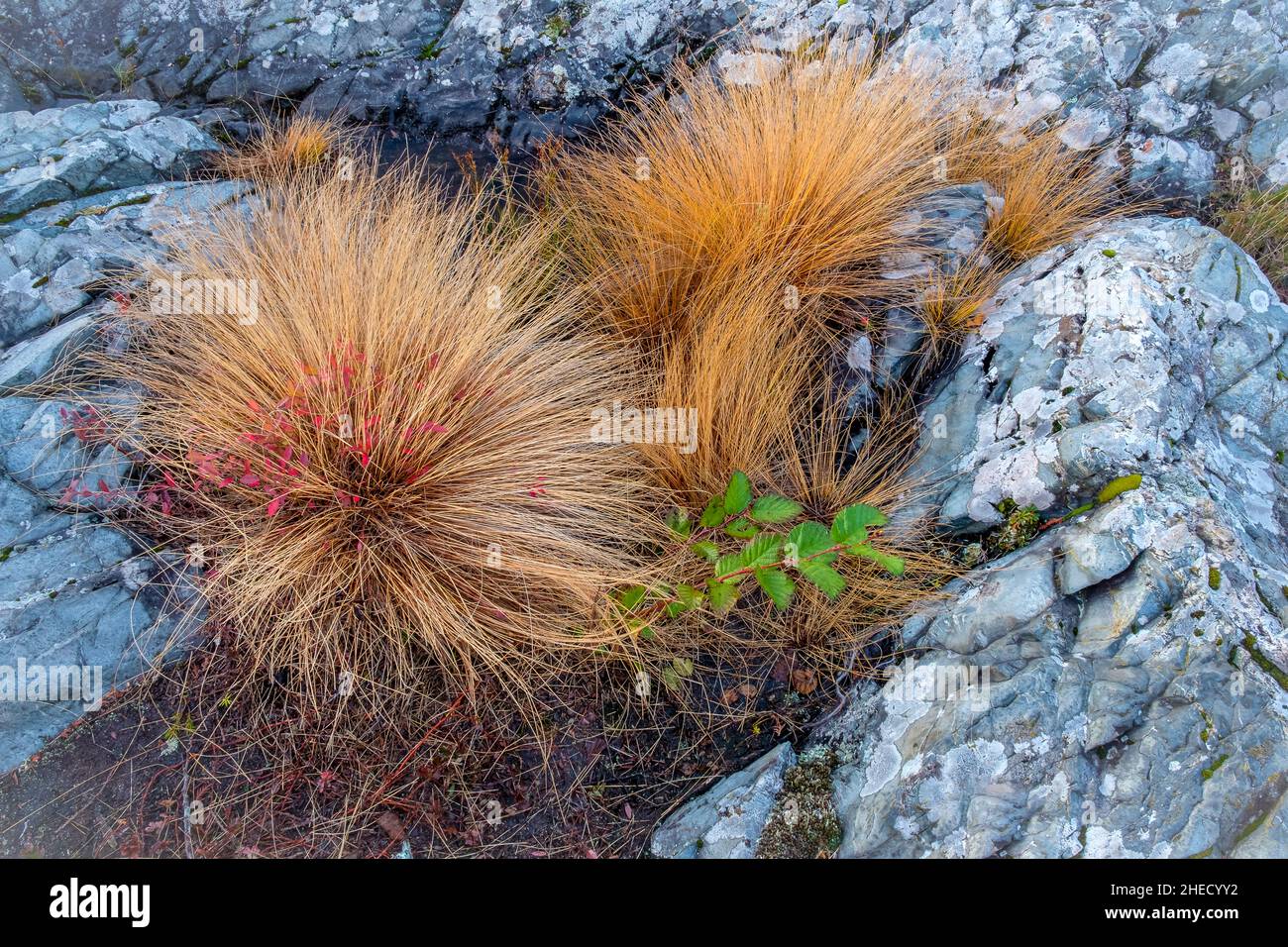 Native grasses on Lake Superior's rocky North Shore Stock Photo
