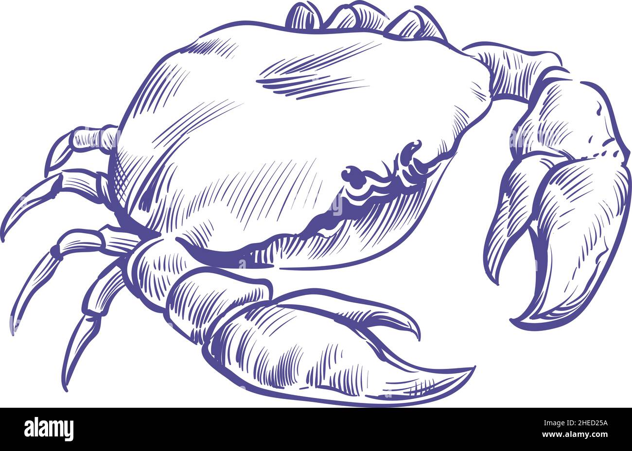 Crab sketch. Sea shell animal with big claws Stock Vector Image & Art Alamy