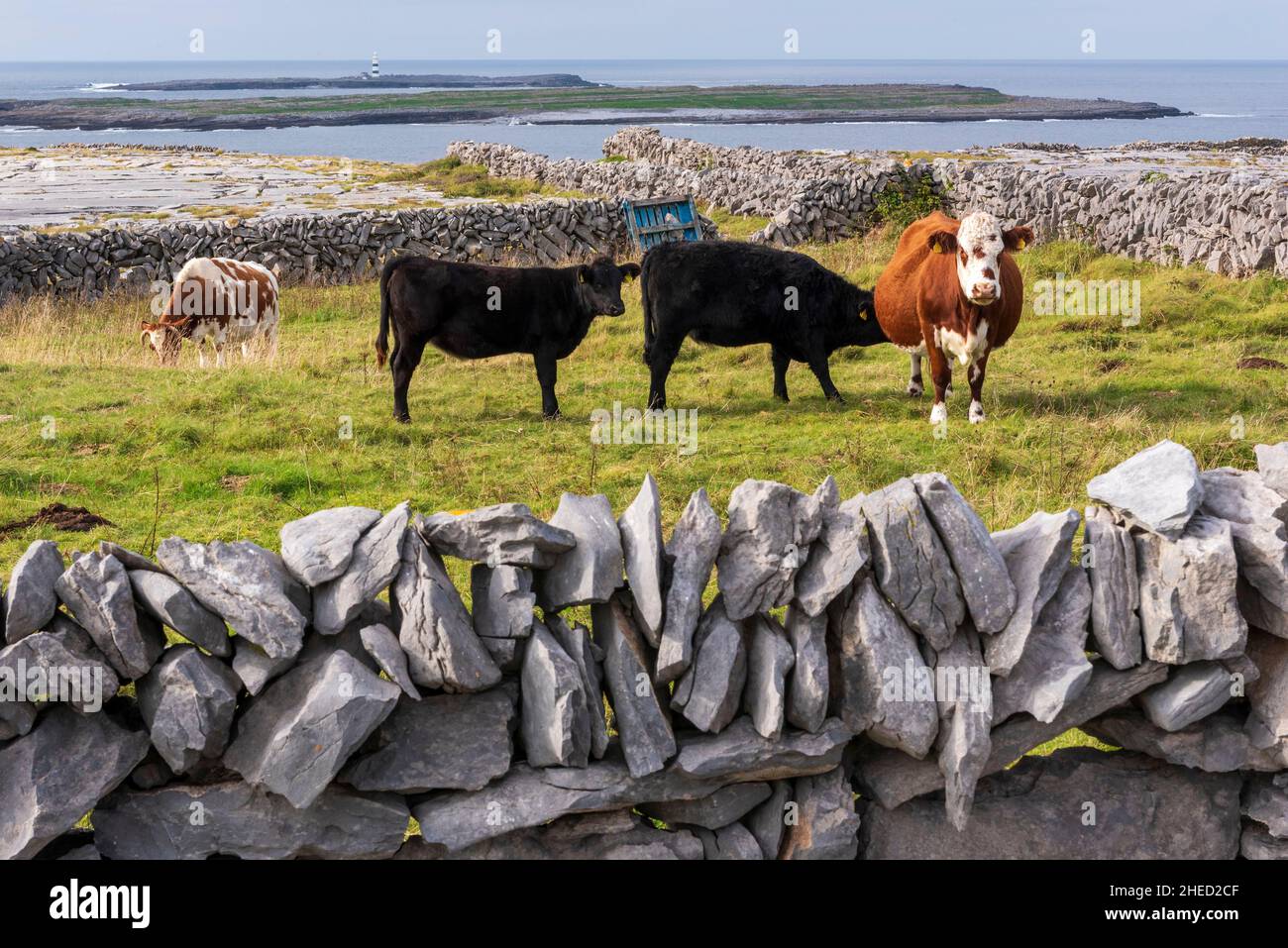 Ireland, County Galway, Aran Islands, Inishmore Island, cows in the pasture fields surrounded by dry stone walls Stock Photo