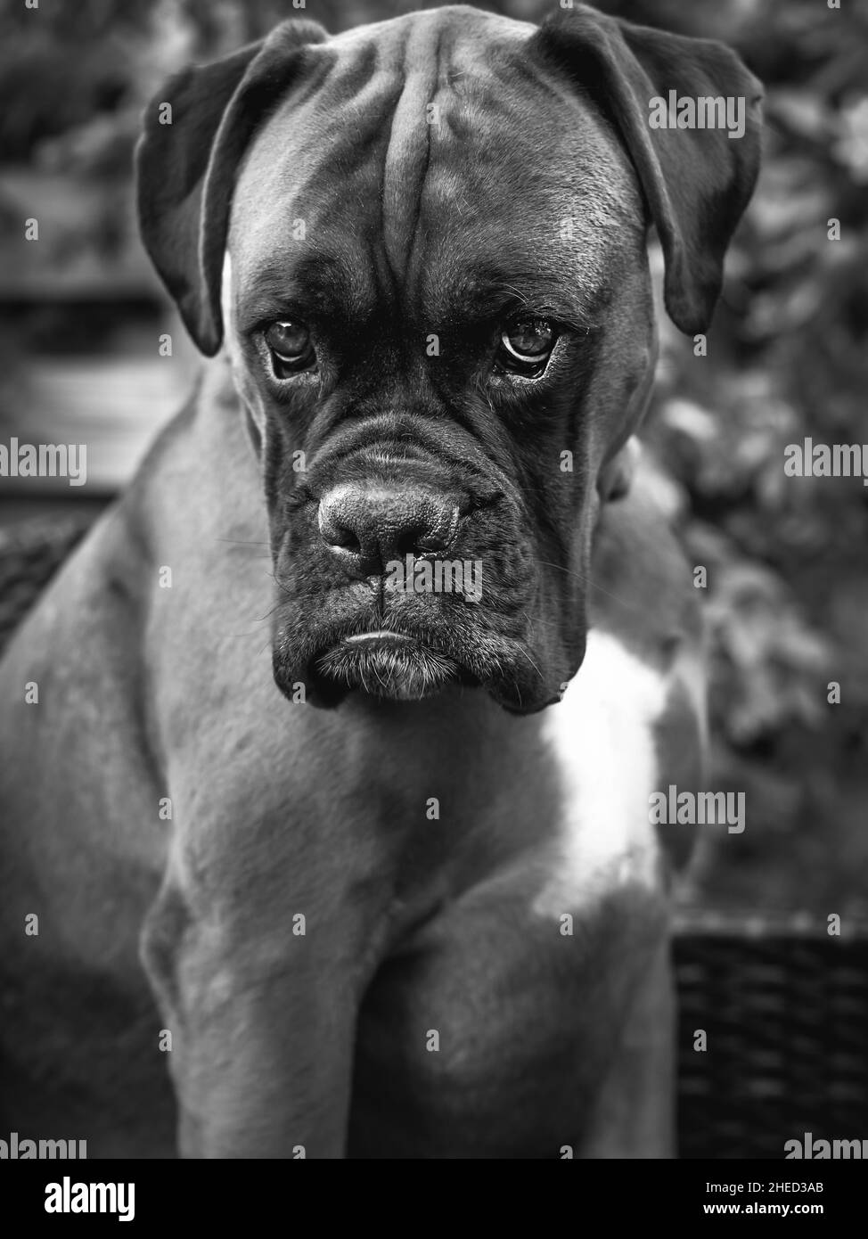 The looks of a boxer in black and white Stock Photo