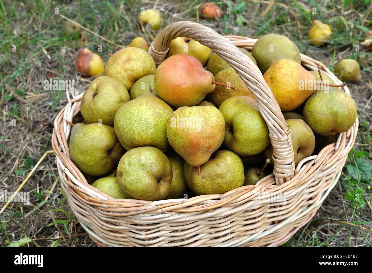 close-up of the stack of freshly harvested ripe  organic pears  in the garden Stock Photo