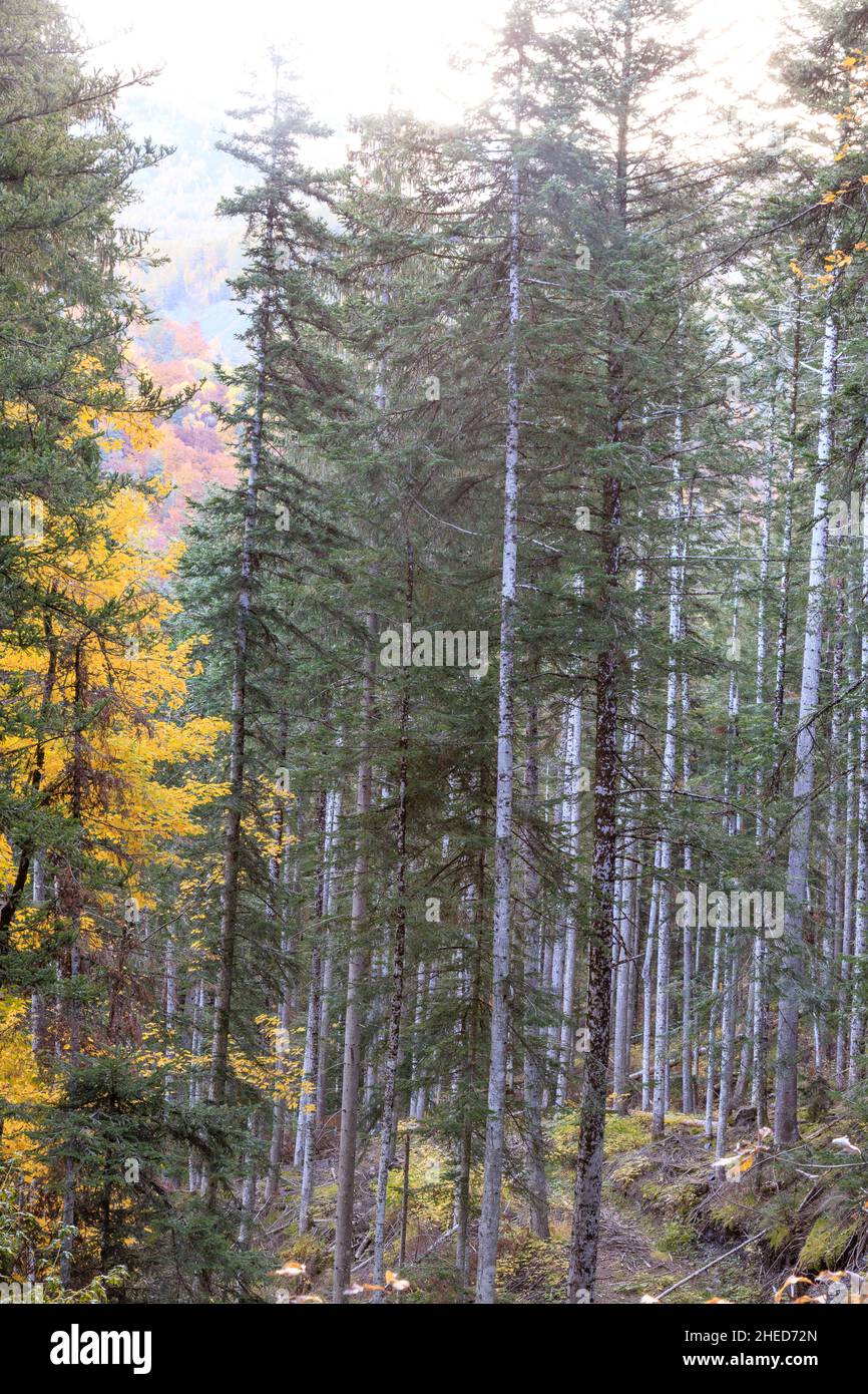 France, Hautes Alpes, Crots, Boscodon state Forest in autumn, spruce–fir forest, European silver fir (Abies alba) // France, Hautes-Alpes (05), Crots, Stock Photo