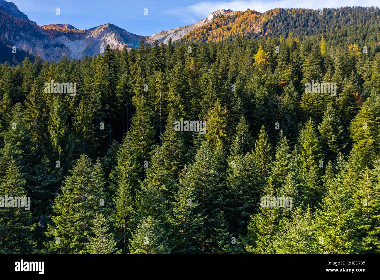 France, Hautes Alpes, Crots, Boscodon state Forest in autumn, spruce–fir forest, European silver fir (Abies alba) (aerial view) // France, Hautes-Alpe Stock Photo