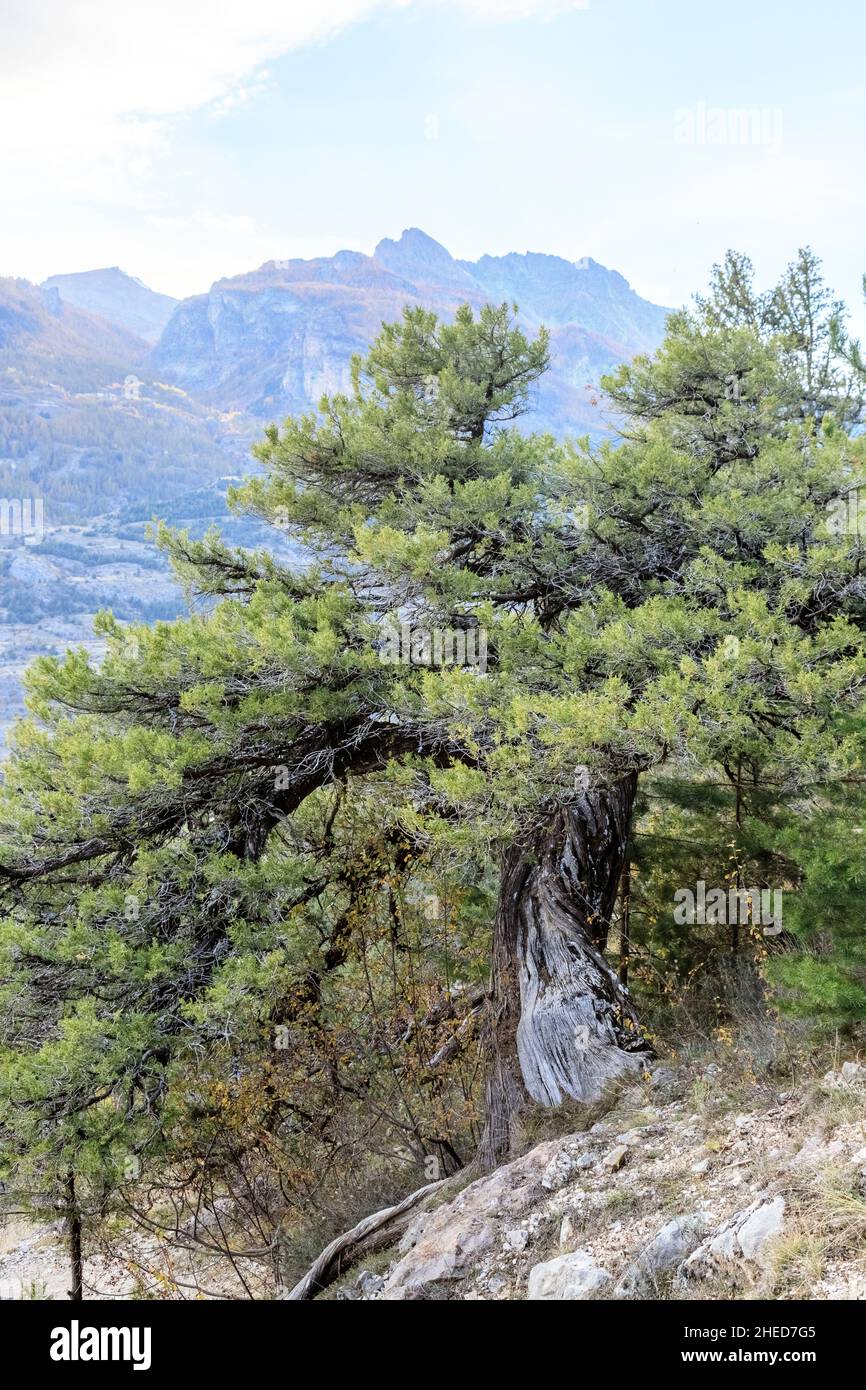 France, Hautes Alpes, Saint Crepin, thurifer juniper forest, Spanish juniper (Juniperus thurifera) // France, Hautes-Alpes (05), Saint-Crépin, forêt d Stock Photo