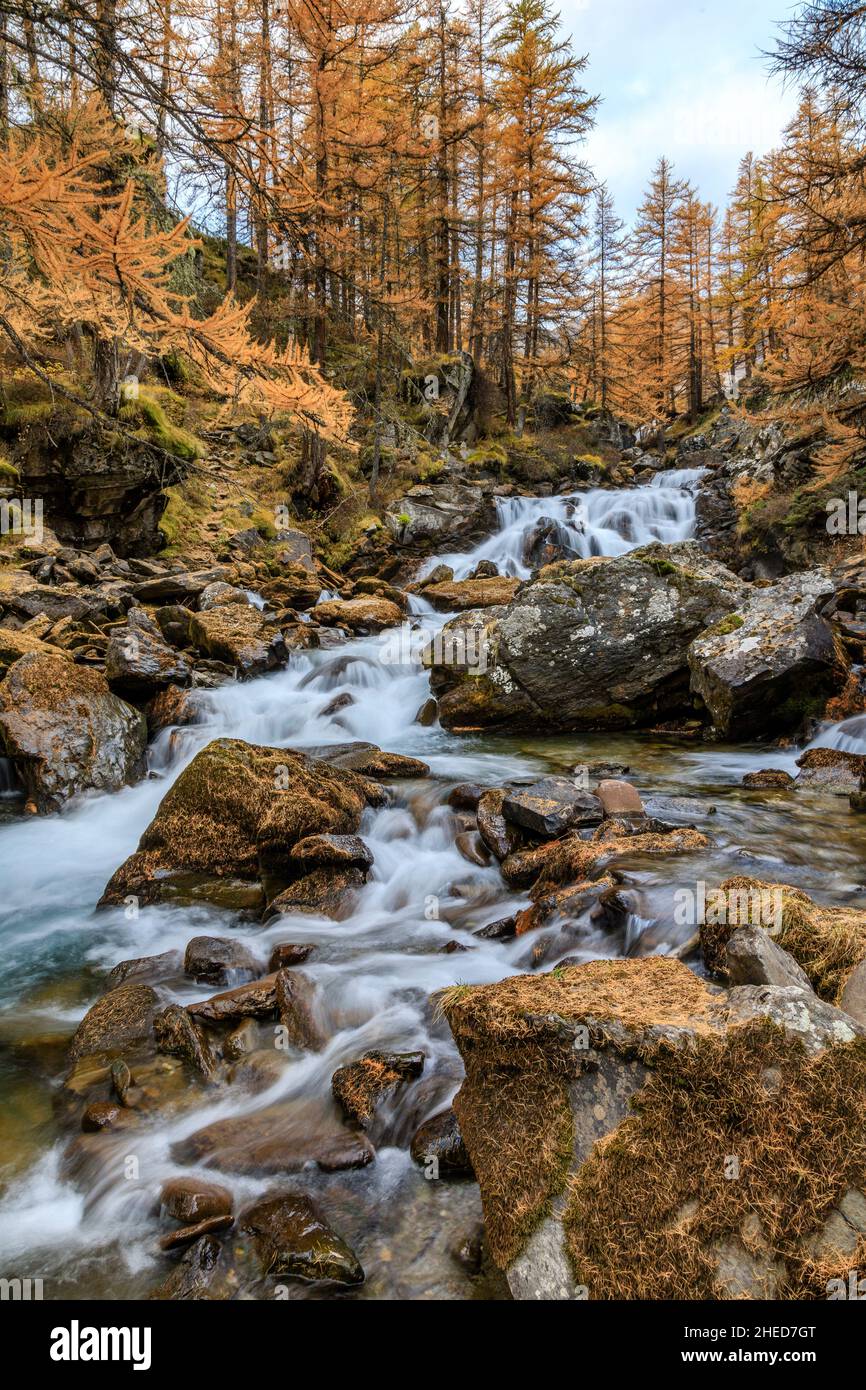 France, Hautes Alpes, Vallee de la Claree, Claree Valley, Nevache, Fontcouverte waterfall and larch trees in autumn (Larix decidua) // Hautes-Alpes (0 Stock Photo