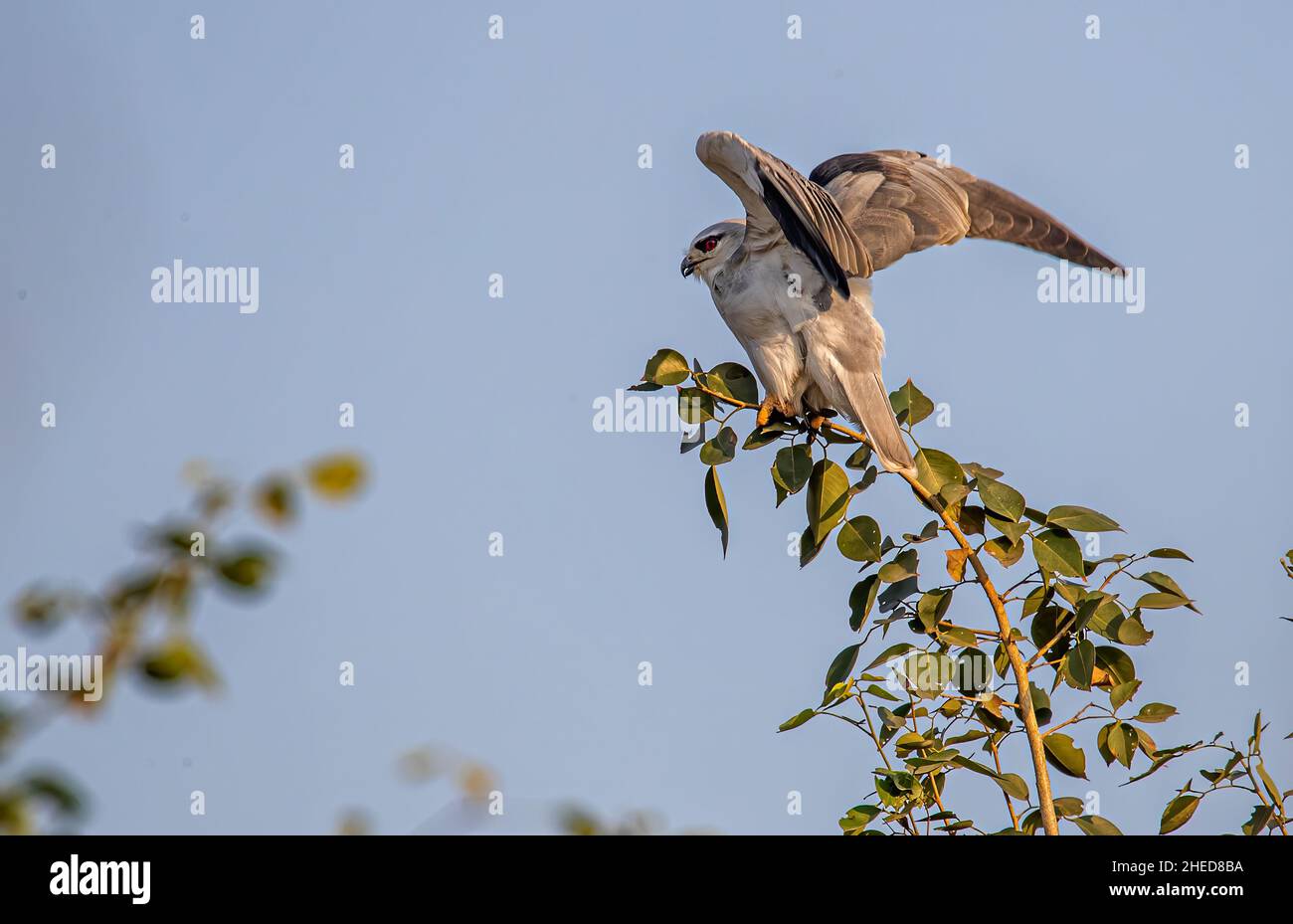 Black Shouldered Kite ready to fly in a forest Stock Photo Alamy
