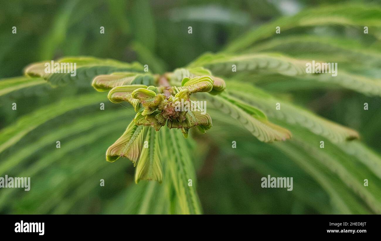 Close up view of tender leaves of the Christmas tree, shot with all the leaves in the background. Christmas tree is the common name of Araucaria cooki Stock Photo