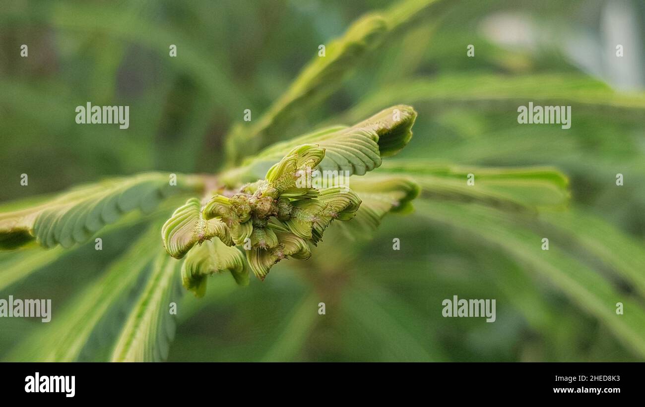 Close up view of tender leaves of the Christmas tree, shot with all the leaves in the background. Christmas tree is the common name of Araucaria cooki Stock Photo