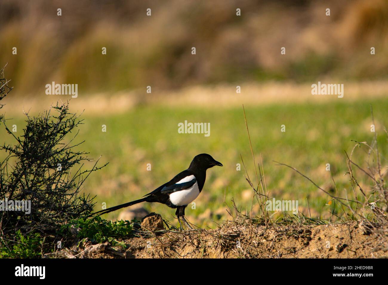 The common magpie is a species of passerine bird in the Corvidae family. Stock Photo