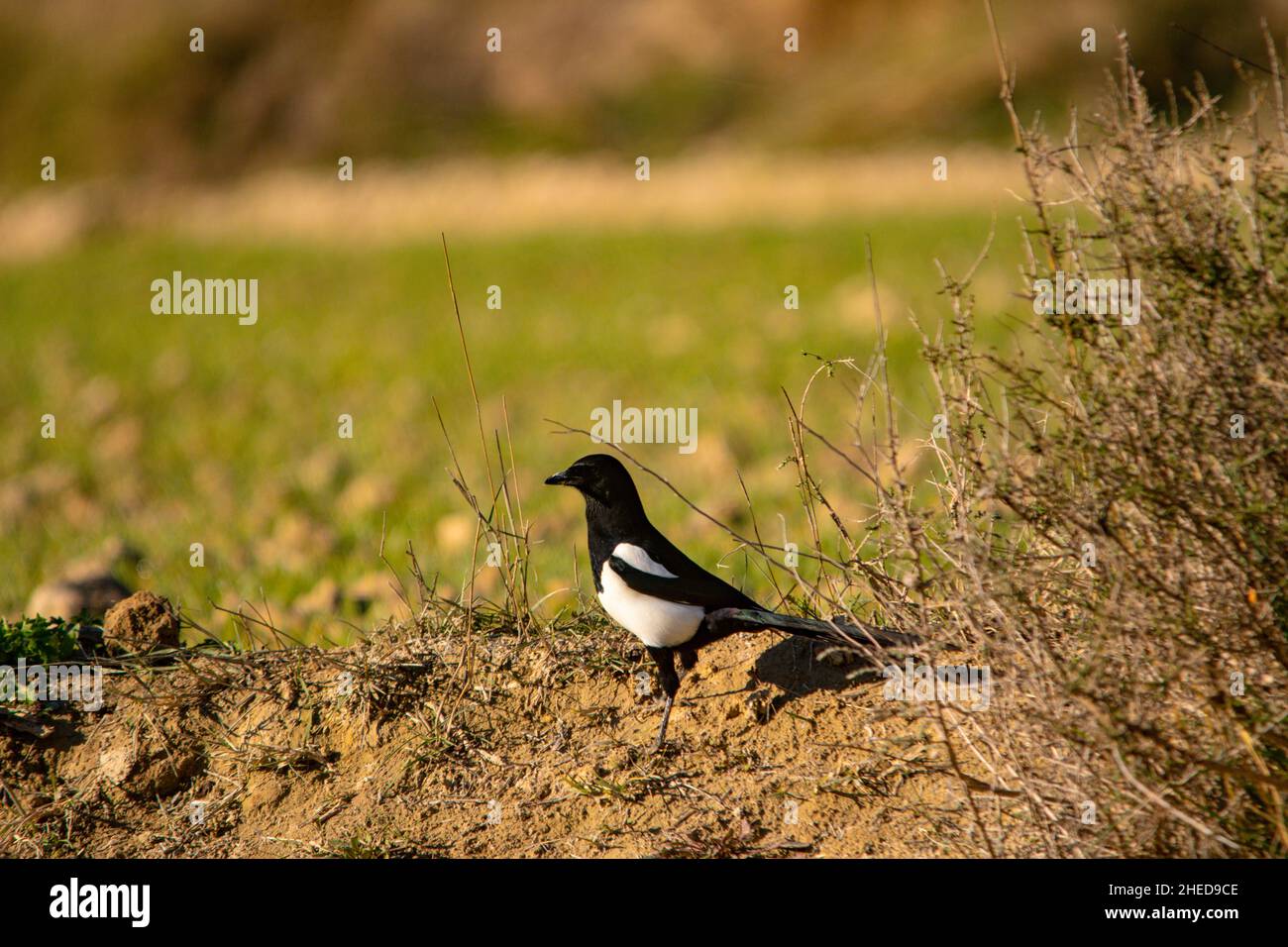 The common magpie is a species of passerine bird in the Corvidae family. Stock Photo