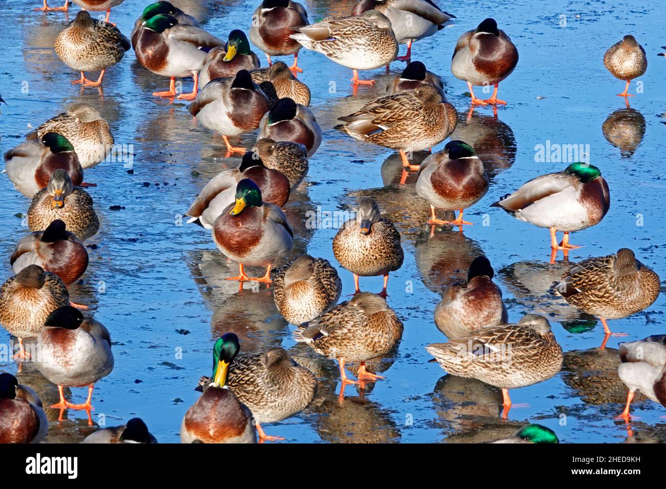 A large flock of mallard ducks rafting up on top of an ice floe, trying