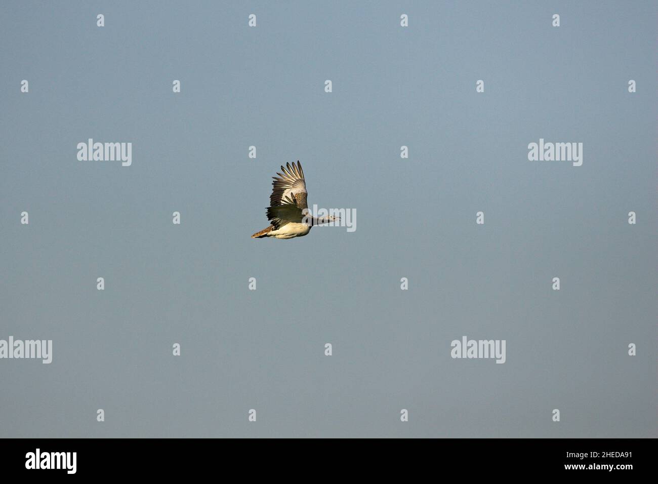 Great bustard Otis tarda male in flight near Castro Verde Alentejo Portugal Stock Photo