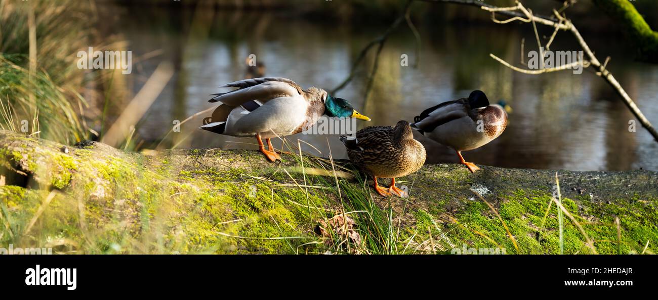 Three ducks sat on a moss covered log by the lake side Stock Photo