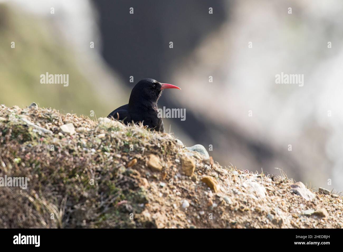 Red-billed chough Pyrrhocorax pyrrhocorax on sea cliffs South Stack Cliffs RSPB Reserve Holyhead Anglesey Wales UK April 2016 Stock Photo