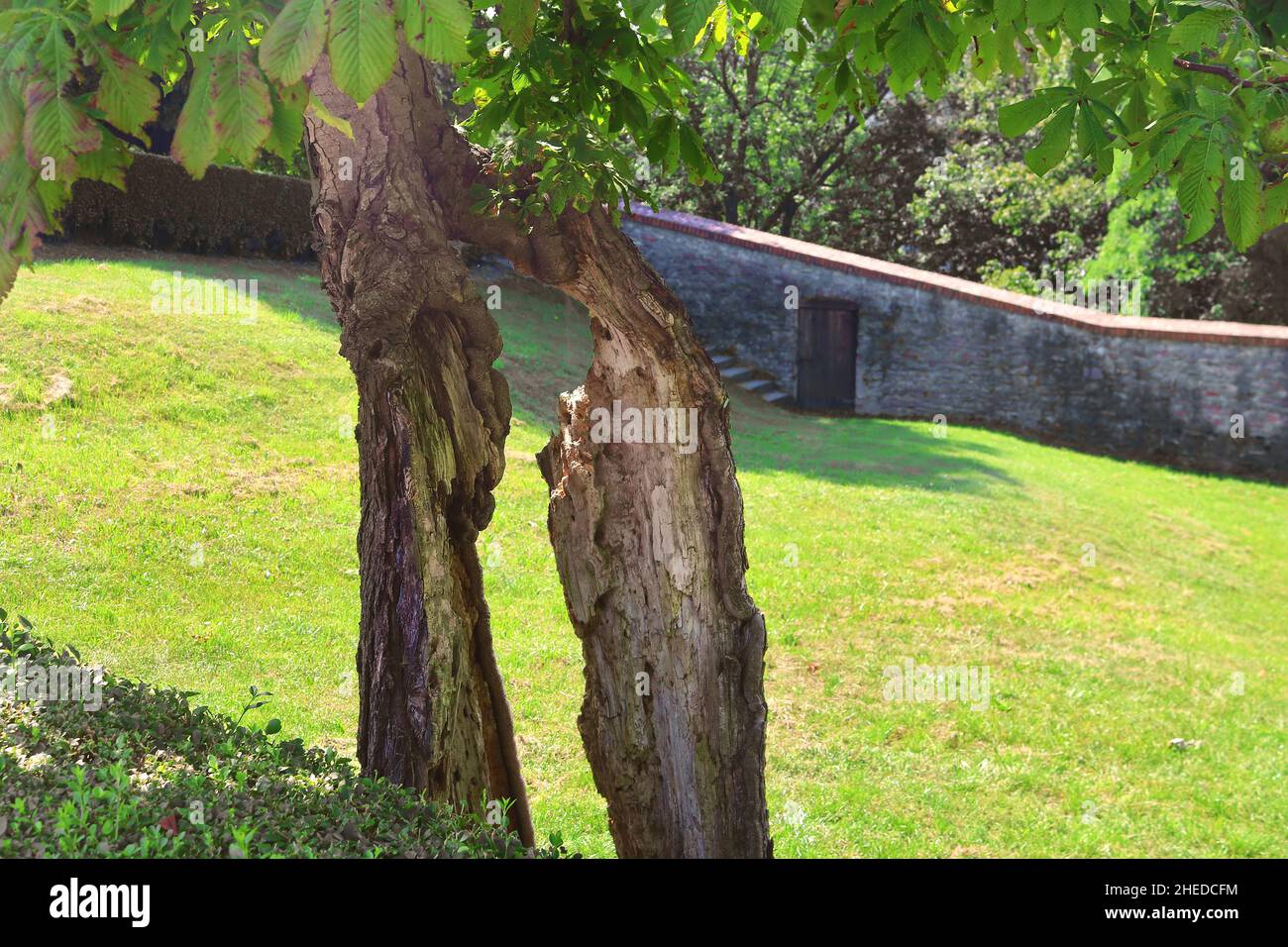 The bark of a tree, divided into two parts. The tree is still growing ...