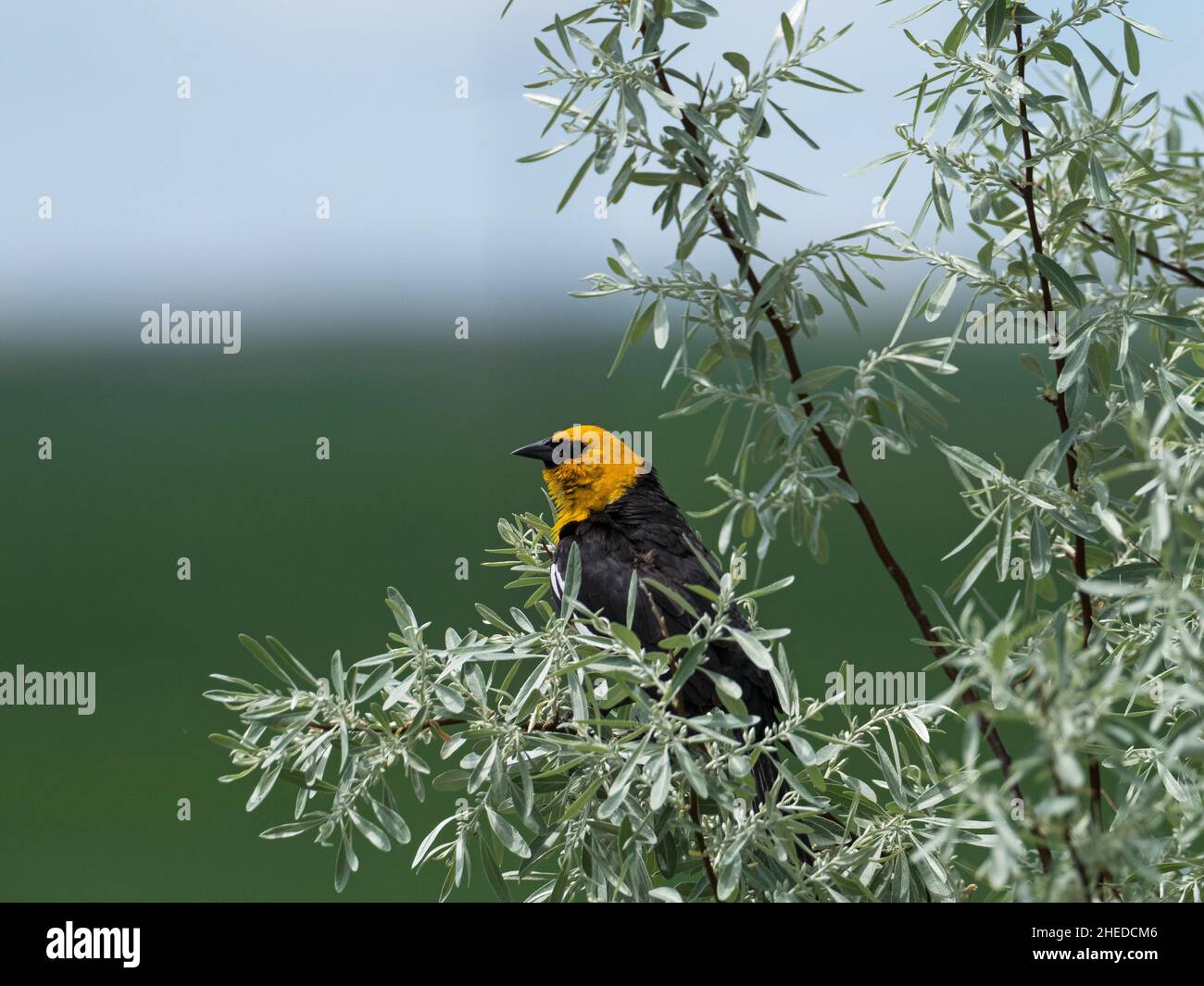 Yellow-headed blackbird Xanthocephalus xanthocephalus male singing from Russian olive Elaeagnus angustifolia, Broadview, Montana, USA, June 2019 Stock Photo