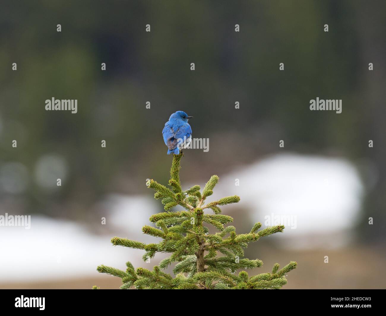 Mountain bluebird Sialia currucoides perched on a small coniferous tree, Bear Tooth Pass, Bear Tooth All American Road, Wyoming, USA, July 2019 Stock Photo