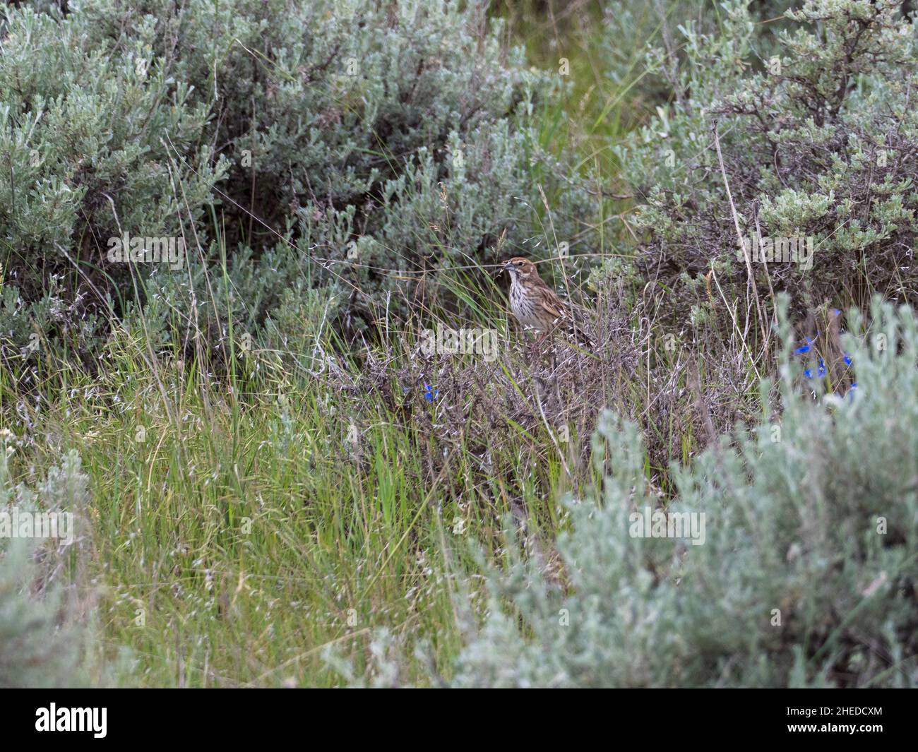 Calamospiza melanocorys female hi-res stock photography and images - Alamy