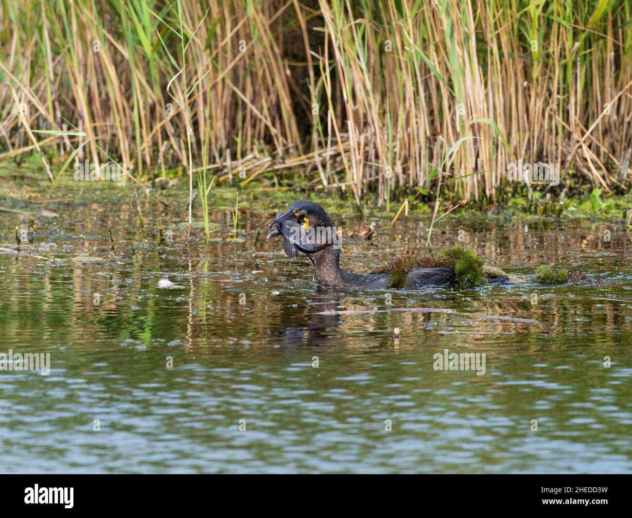 Great cormorant Phalacrocorax carbo with a fish, from North Hide, Westhay Moor Nature Reserve, Somerset Wildlife Trust Reserve, Avalon Marshes, Somers Stock Photo