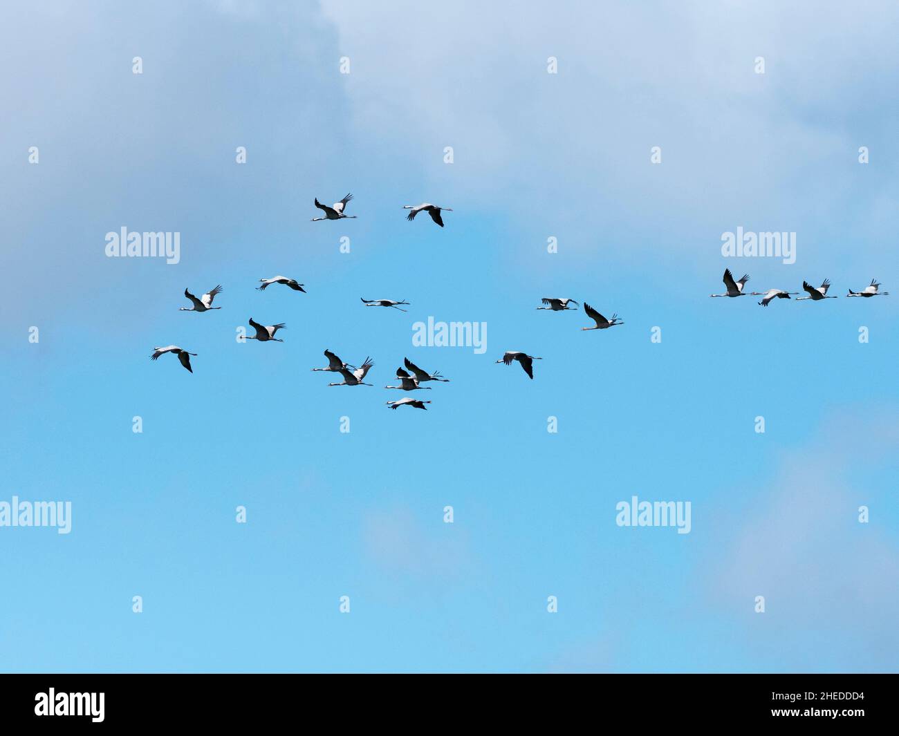 Common crane Grus grus flock in flight, West Sedgemoor, Somerset Levels and Moors, Somerset, England, UK, September 2019 Stock Photo