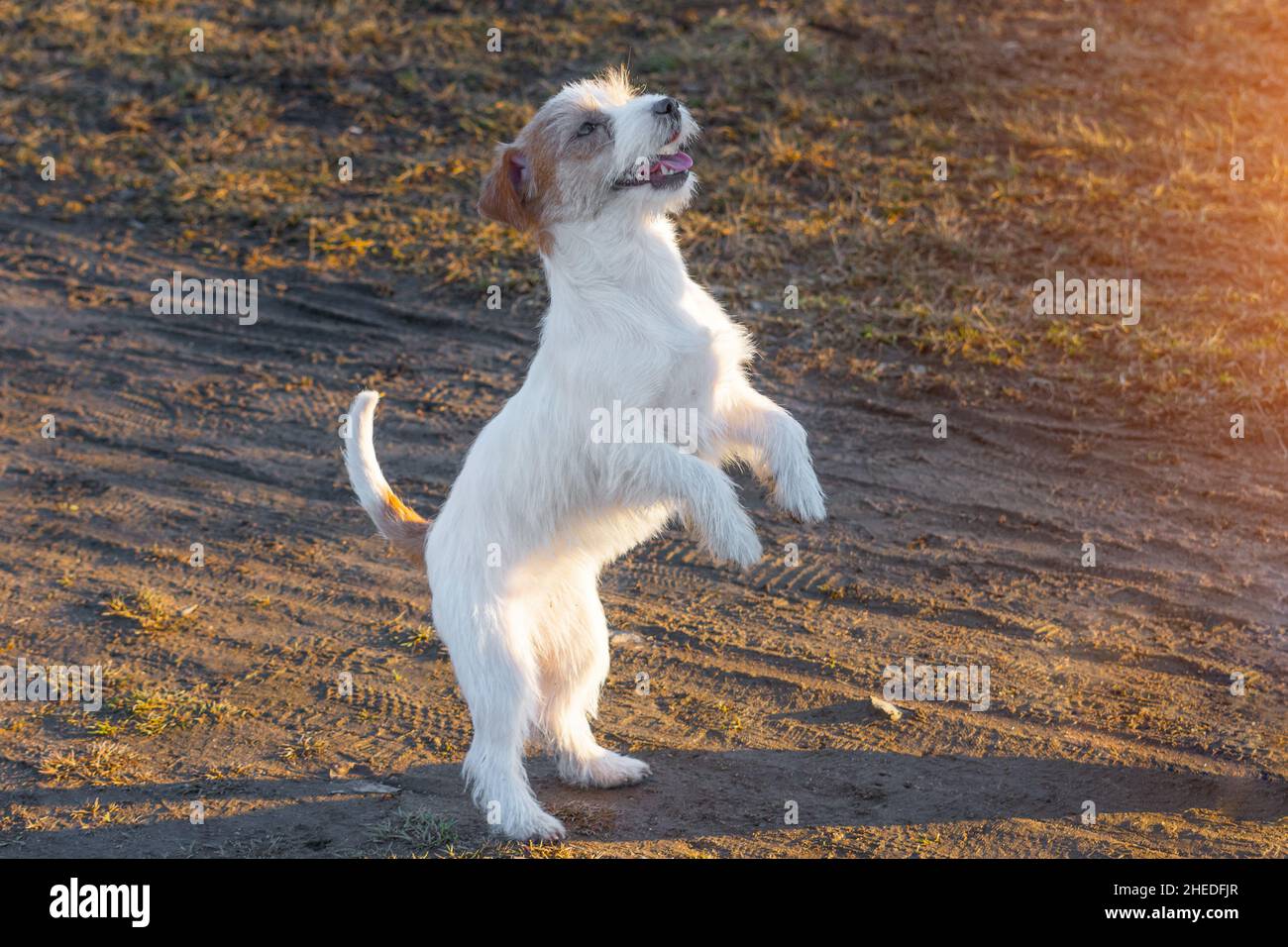 Purebred Jack Russel Terrier dog outdoors in the nature on grass park