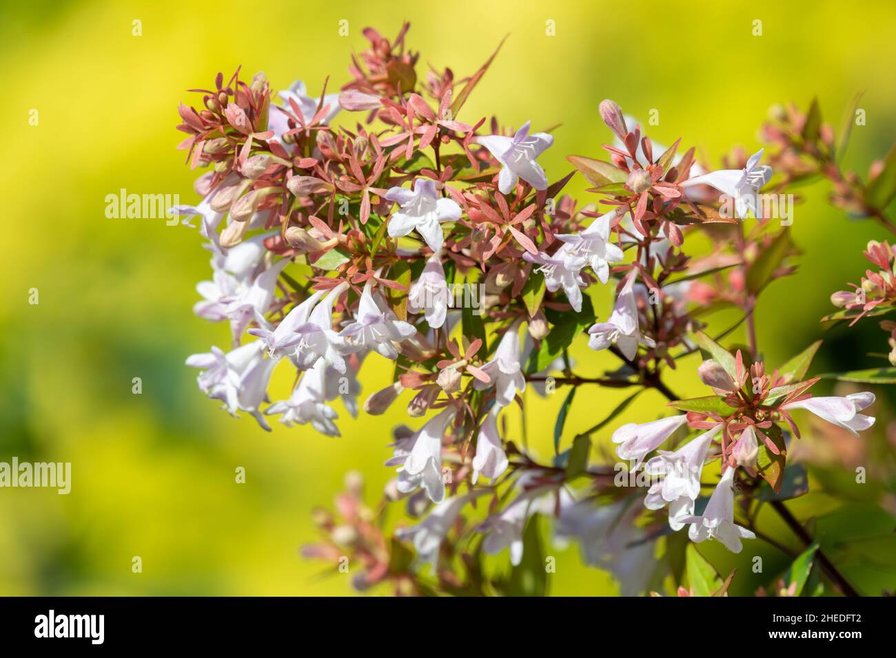 Chinese abelia, Abelia chinensis, in flower Stock Photo
