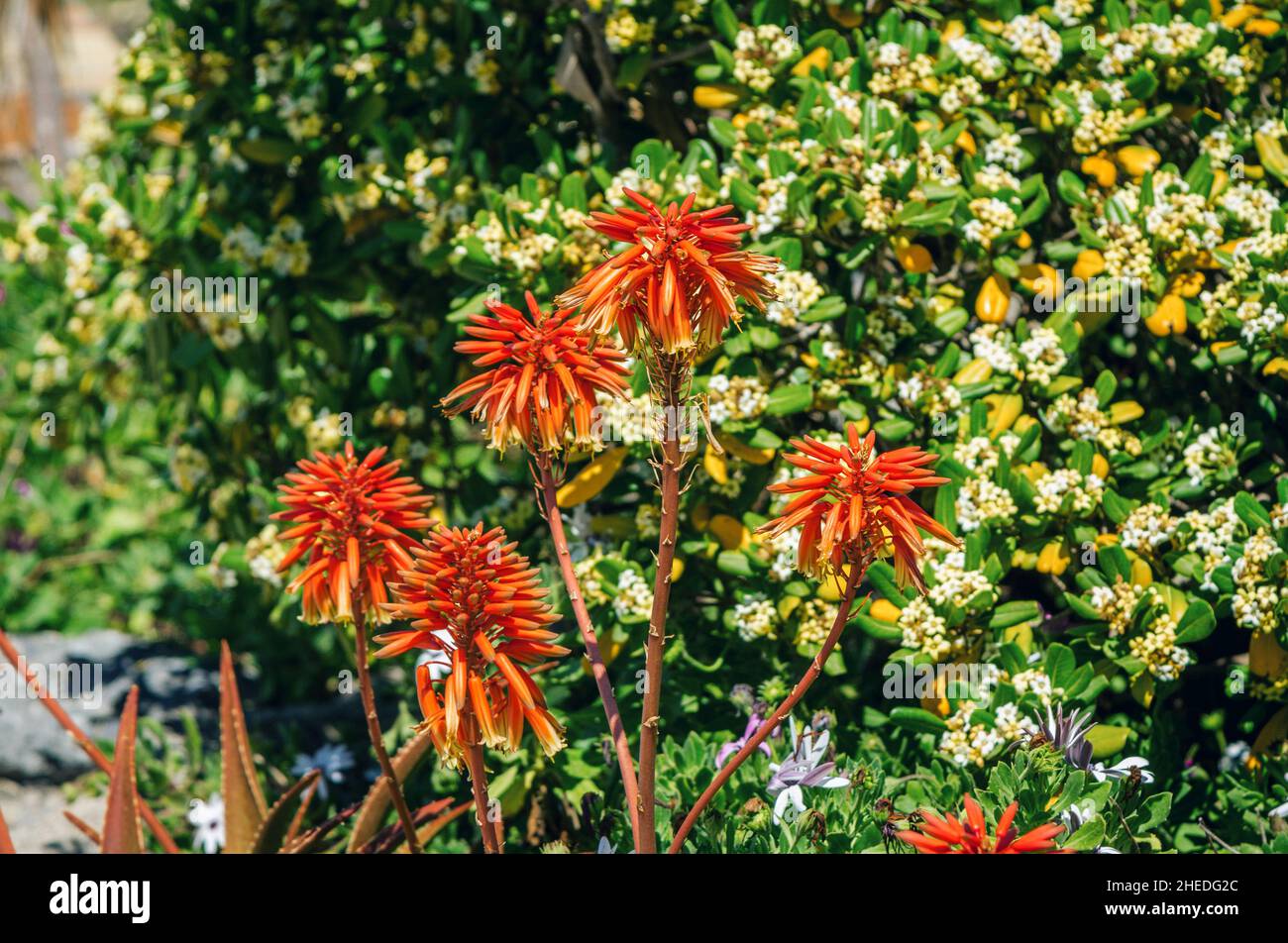Blooming aloe arborescens - flowering succulent perennial plant  growing in the garden Stock Photo