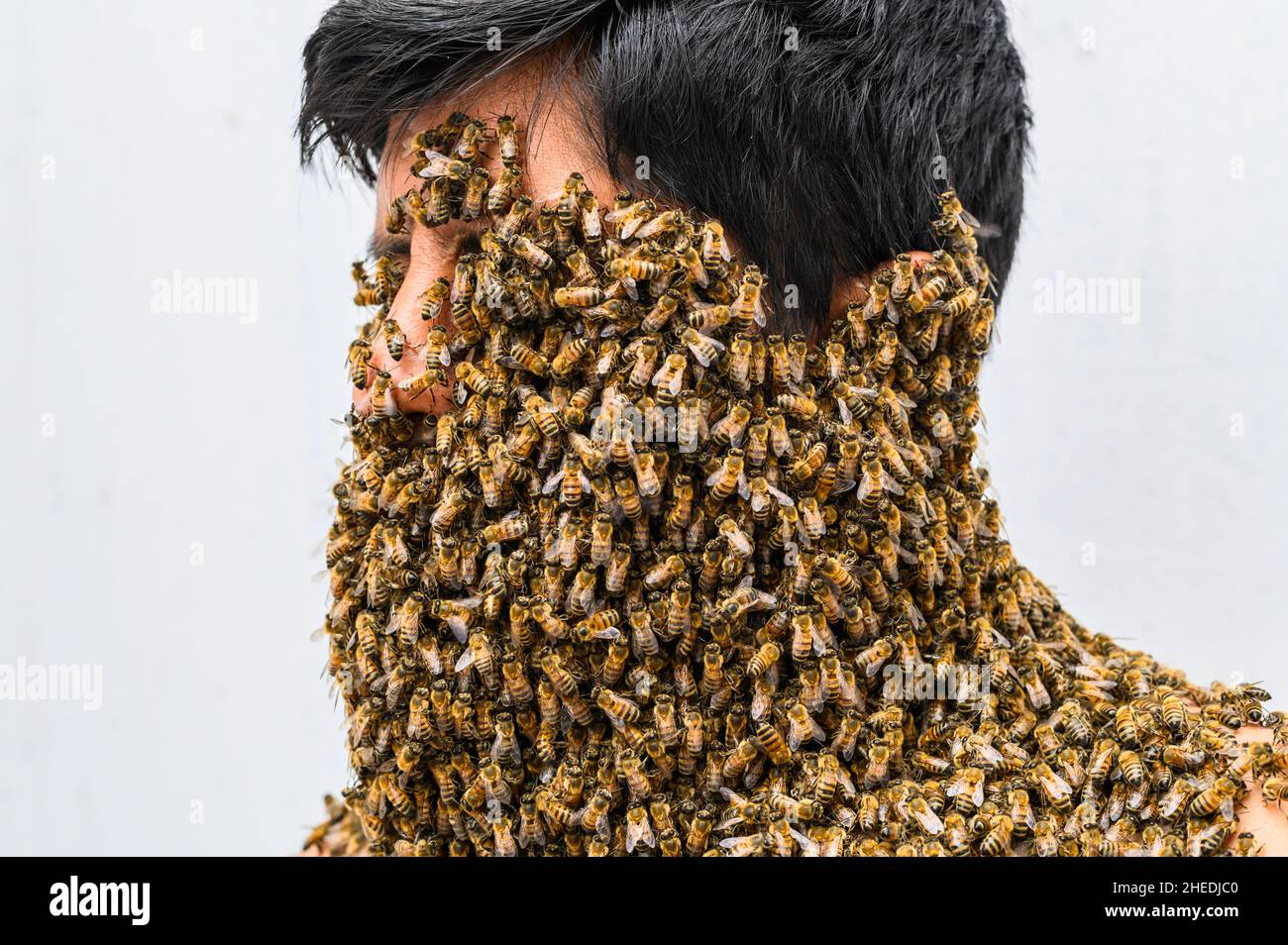 Man's face covered by bees Stock Photo