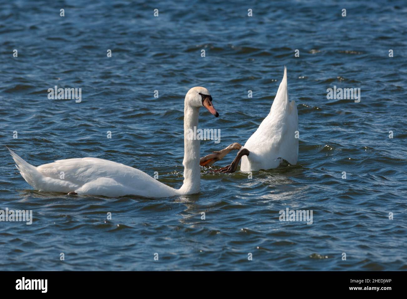 Pair of Mute Swans feeding in pond. Stock Photo