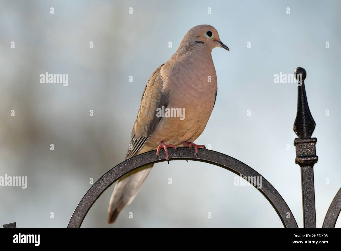 Perched Mourning Dove. Stock Photo