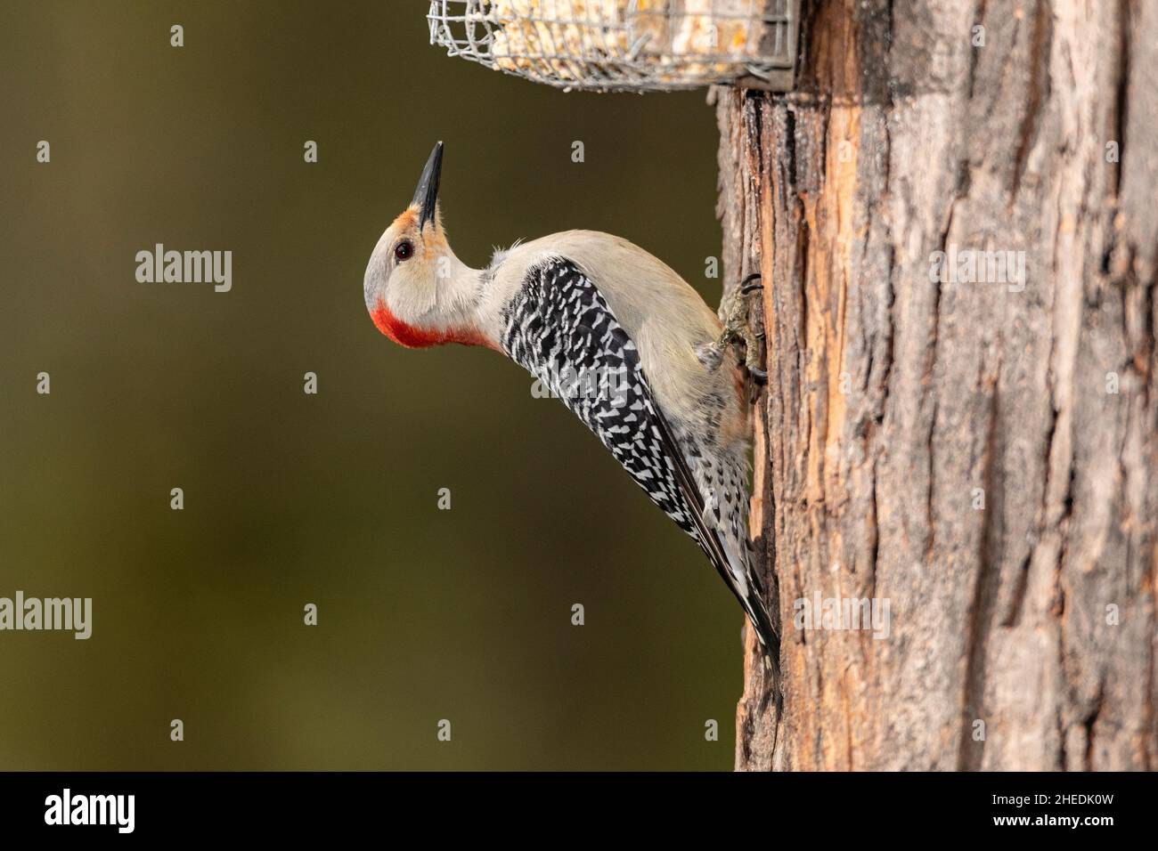 Female Red-bellied Woodpecker using suet feeder. Stock Photo