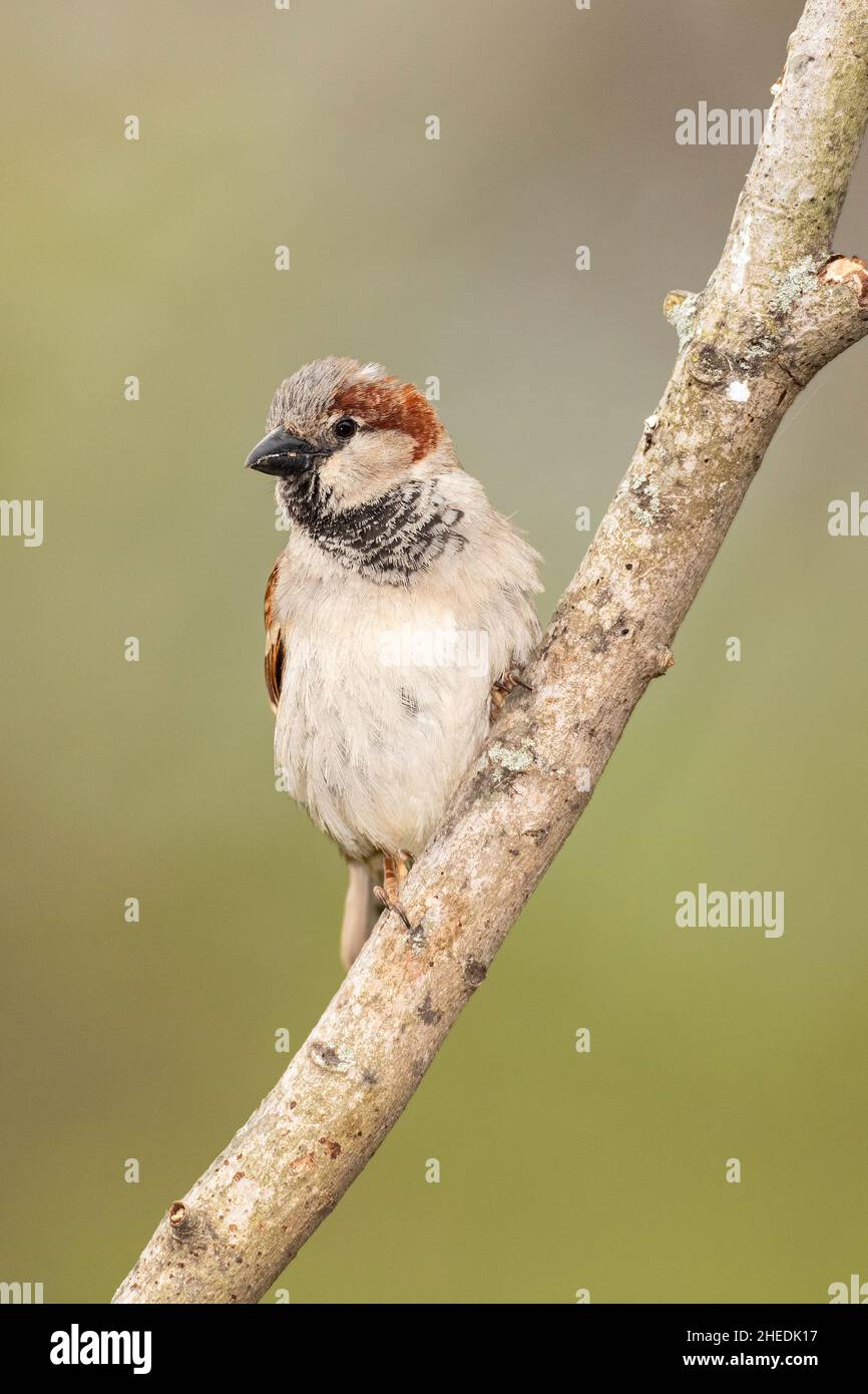 Invasive male House Sparrow perched on tree limb. Stock Photo