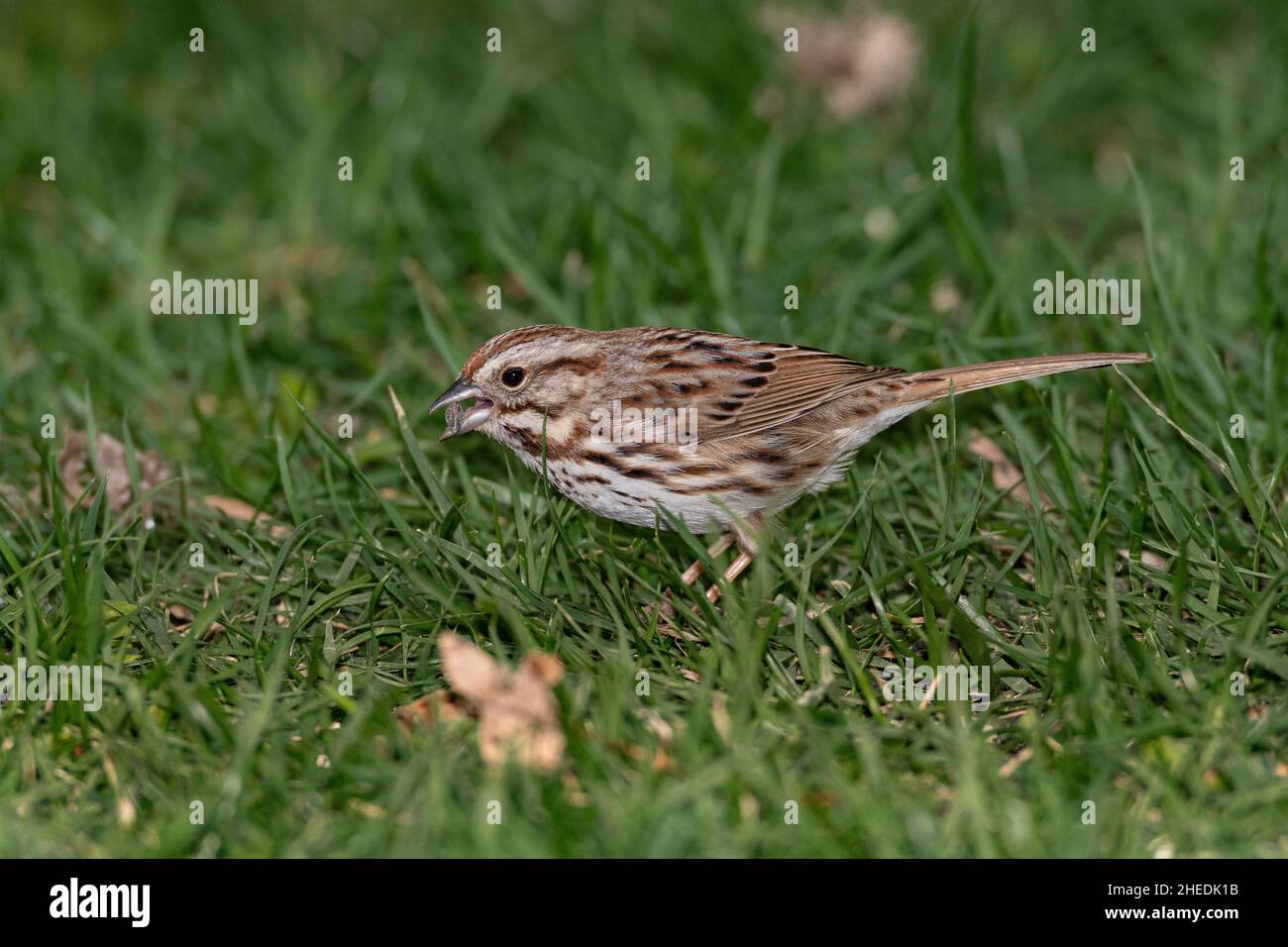 Song Sparrow foraging on ground. Stock Photo