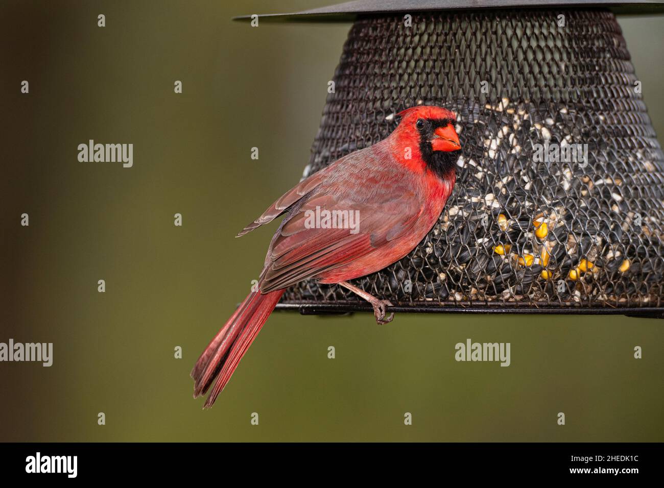 Male Northern Cardinal perched on seed feeder. Stock Photo
