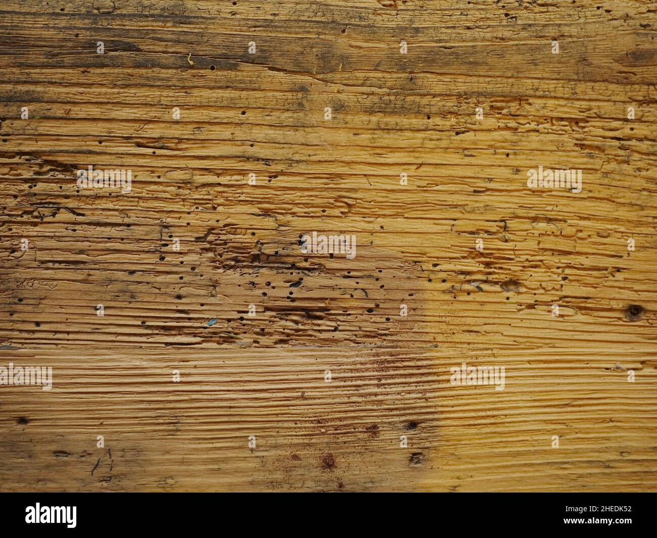 Wood worm holes Stock Photo Alamy