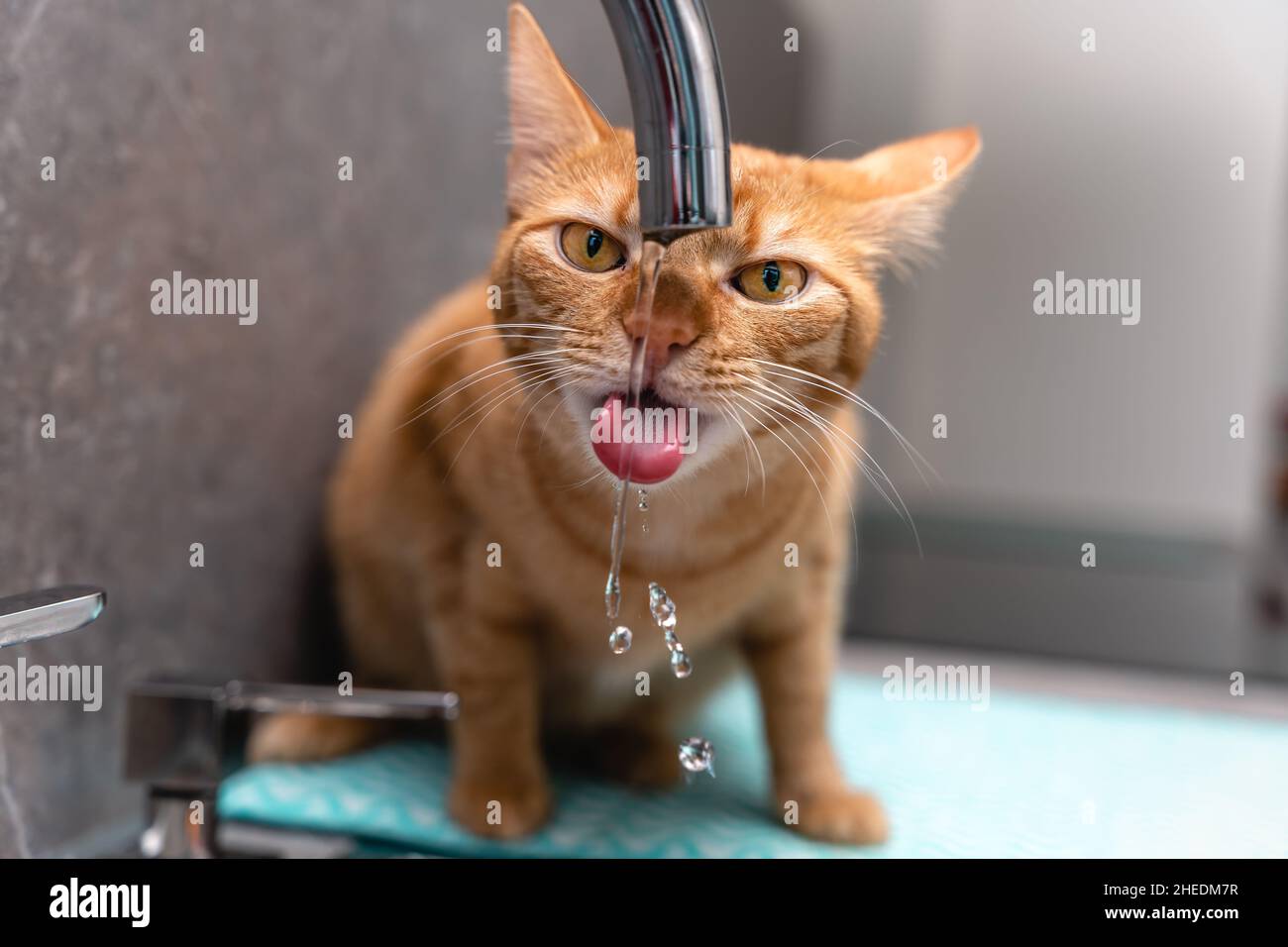 Cat drinks water from the tap Stock Photo Alamy