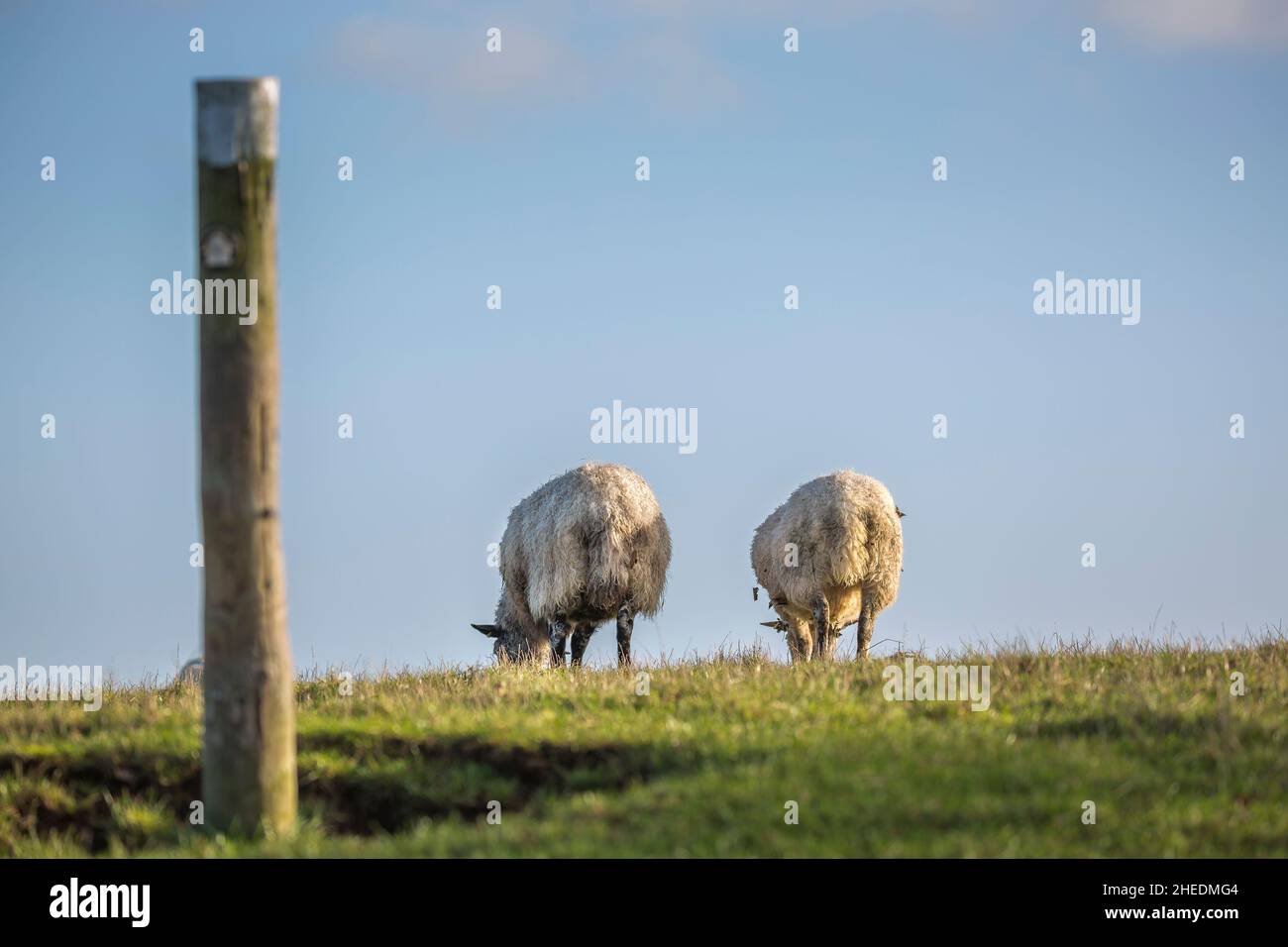 Rear view of two UK sheep isolated outdoors in rural countryside with a ...