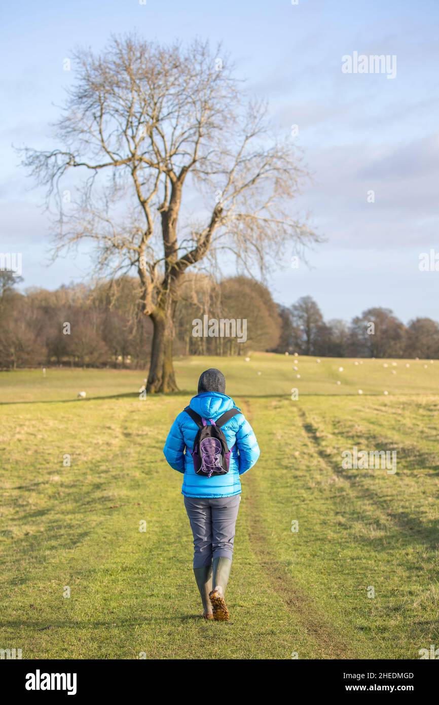 Rear view of isolated woman in green wellies, rucksack on back, walking, rambling in UK countryside in winter sunshine. Stock Photo