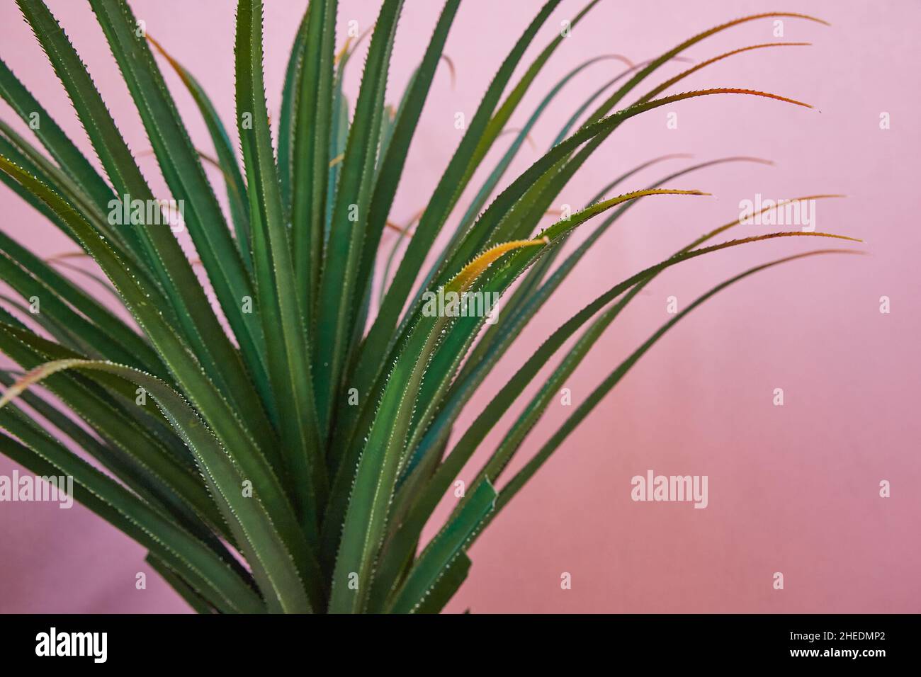 Prickly aloe in close-up on a pink background. Trendy tropical cacti concept. Stock Photo