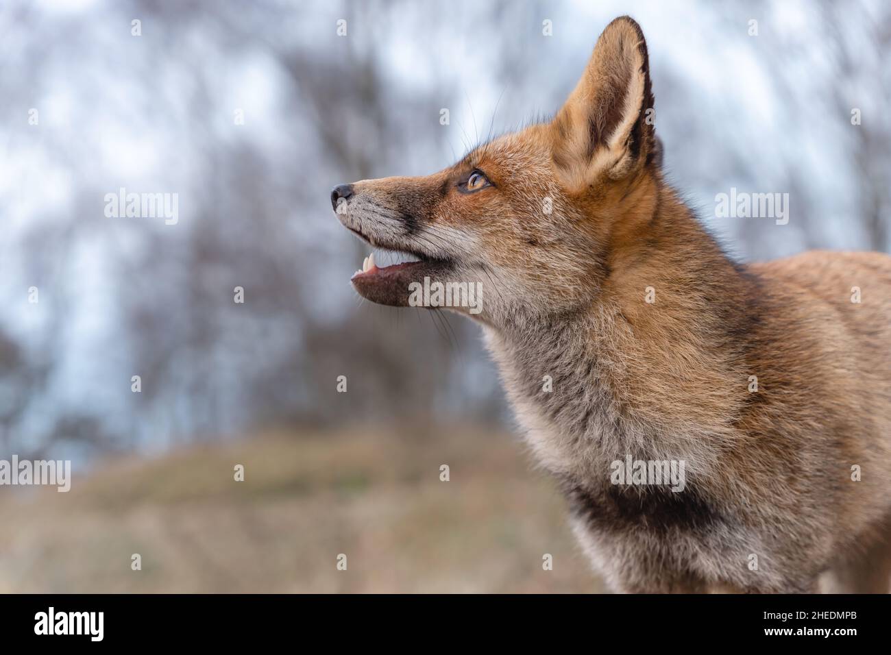Eyes of a red fox in the dunes, soft background Stock Photo