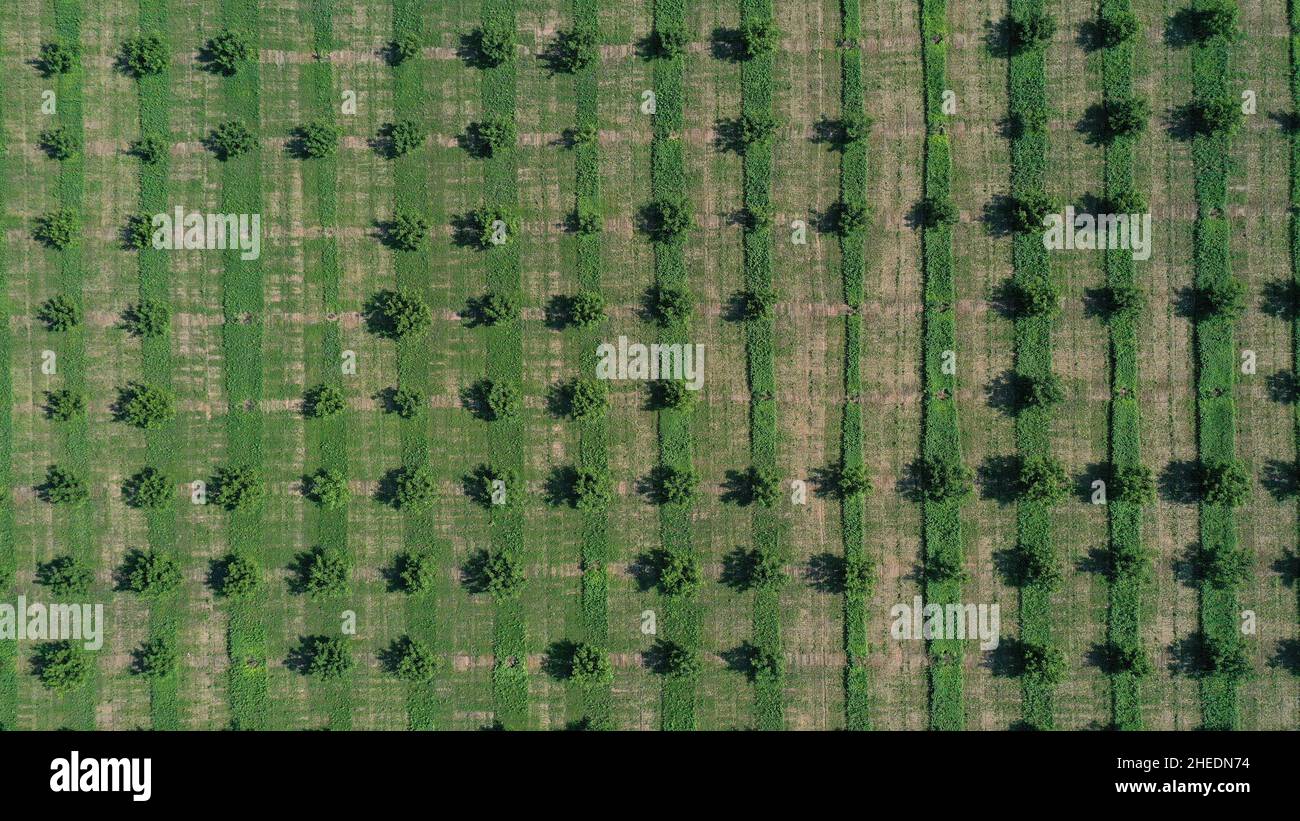 aerial view over agricultural gardens in spring time. Stock Photo