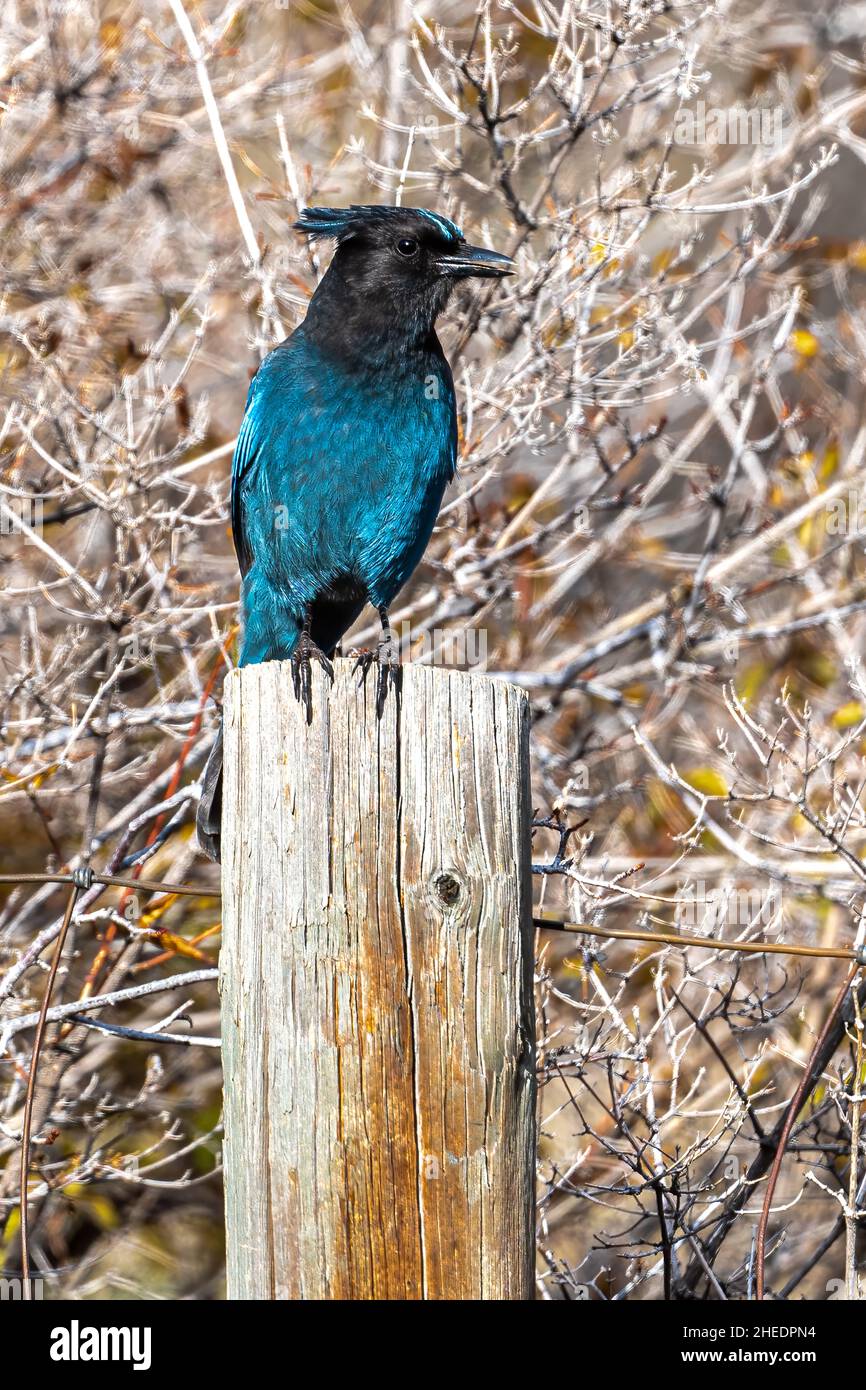 Mountain or Steller's jay (Cyanocitta stelleri) Stock Photo